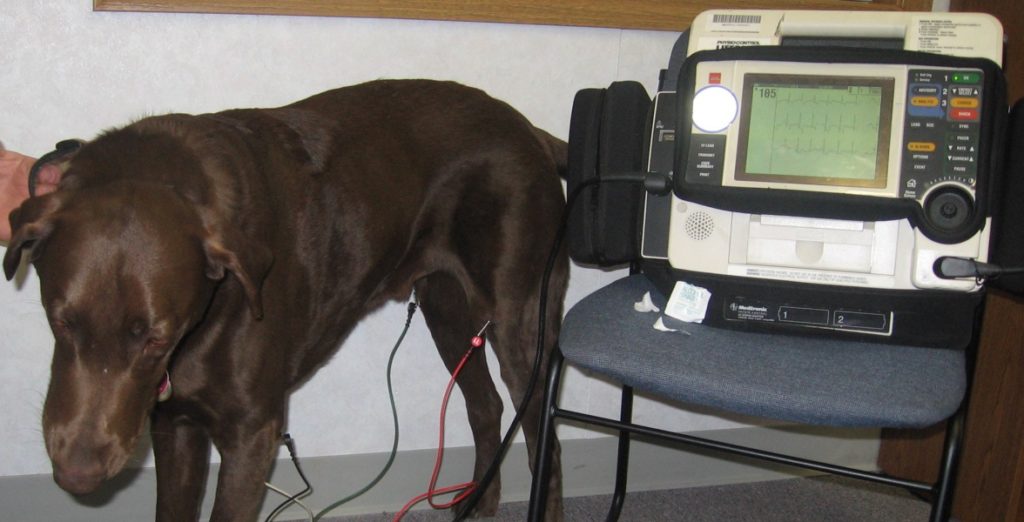 how is an ekg done on a dog