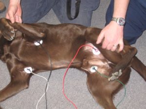 how is an ekg done on a dog